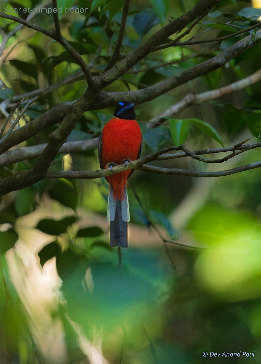Scarlet-rumped Trogon - ML642083853