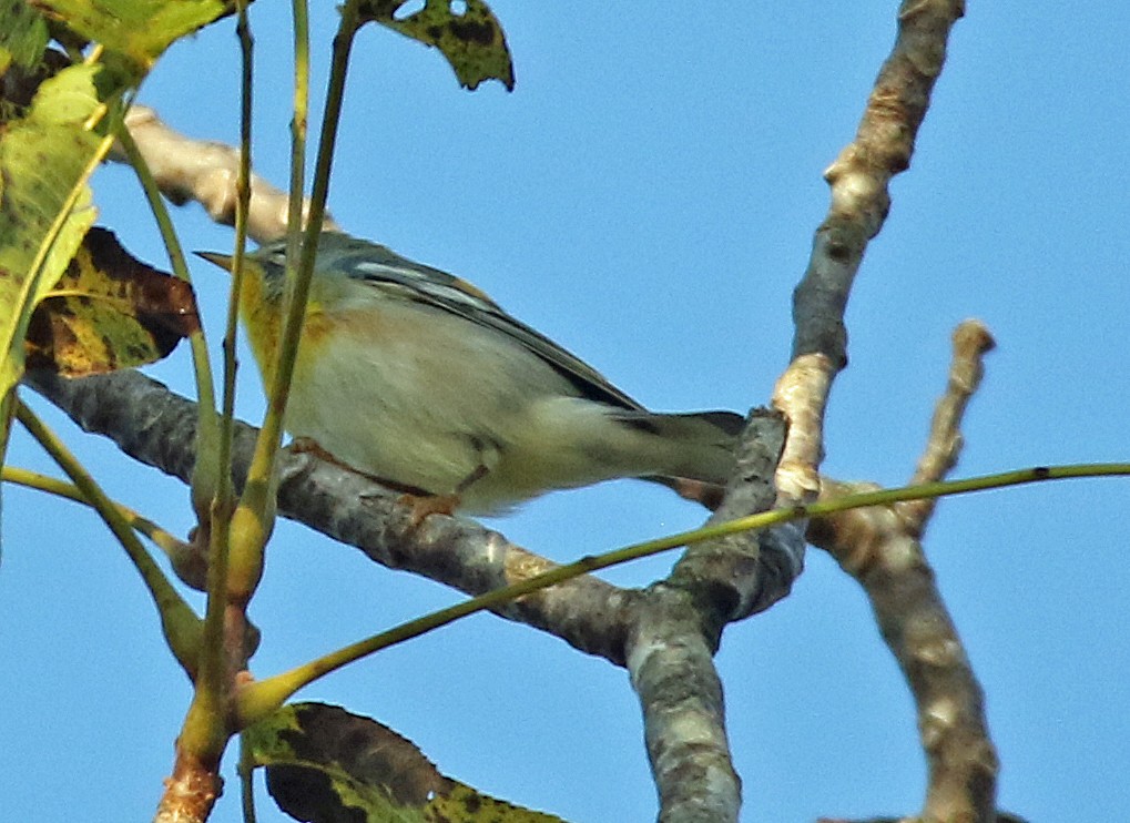 Northern Parula - ML642083855