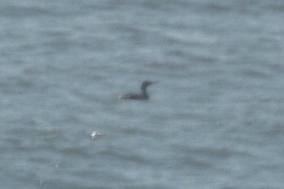 Cormorán Orejudo - ML642083857