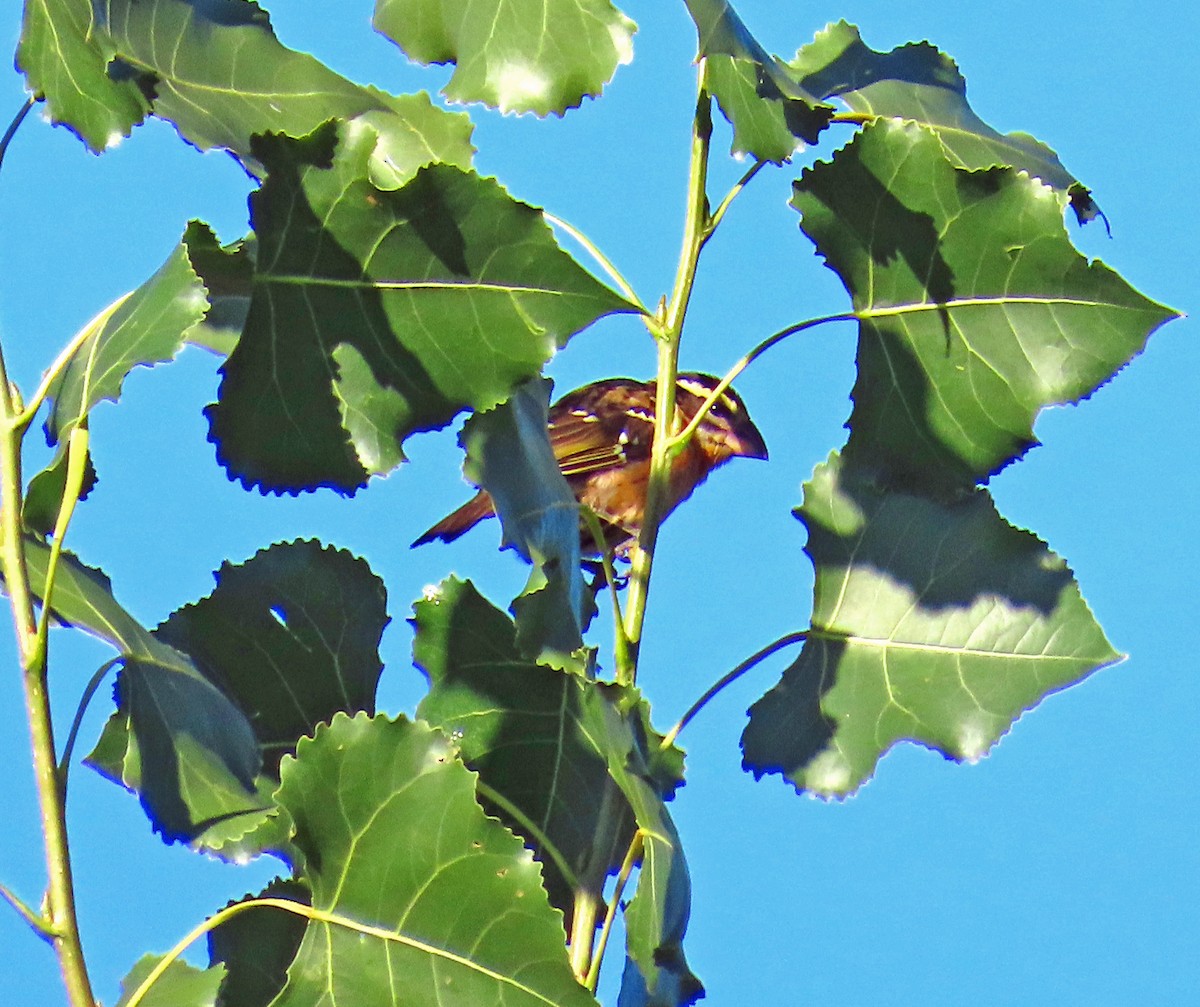 Black-headed Grosbeak - ML642083858