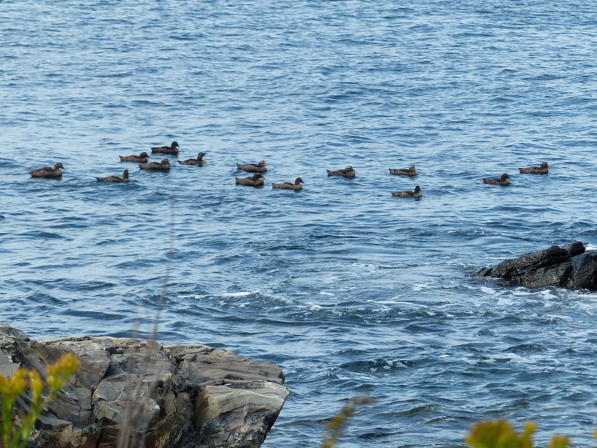 Common Eider - ML642083860