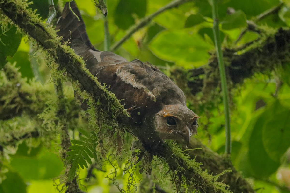 Oilbird - ML642083862