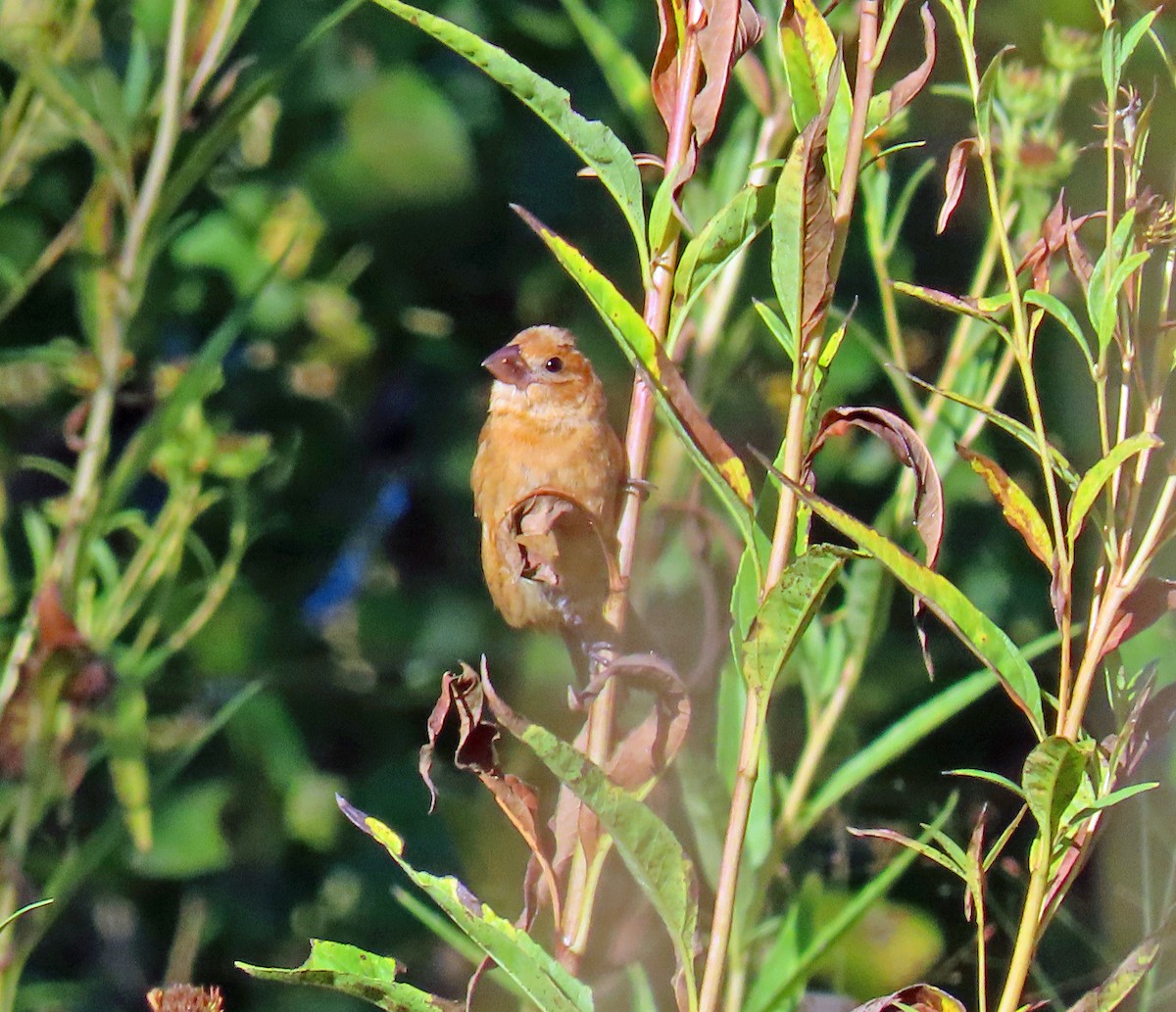 Blue Grosbeak - ML642083870