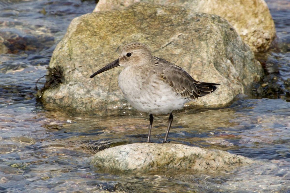 Dunlin - ML642083873