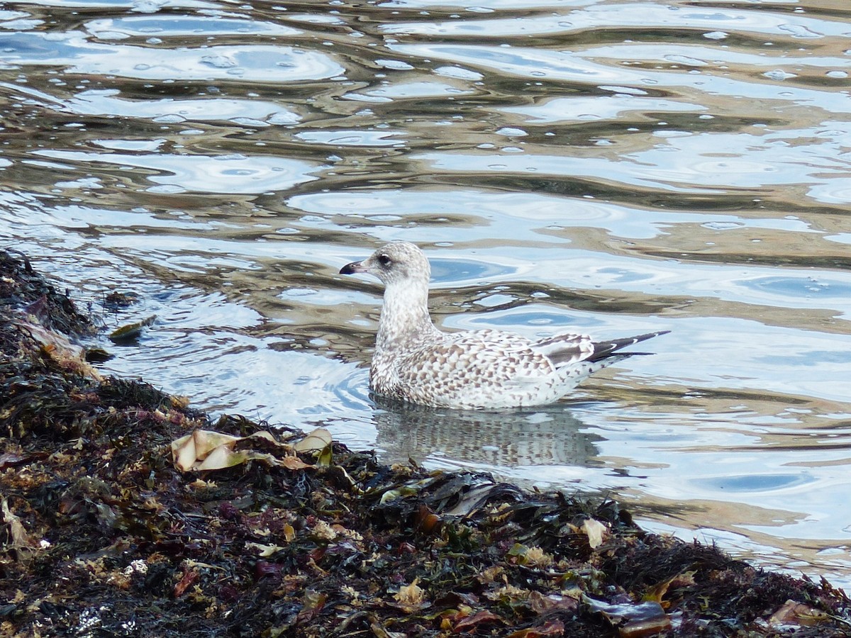 American Herring Gull - ML642083874