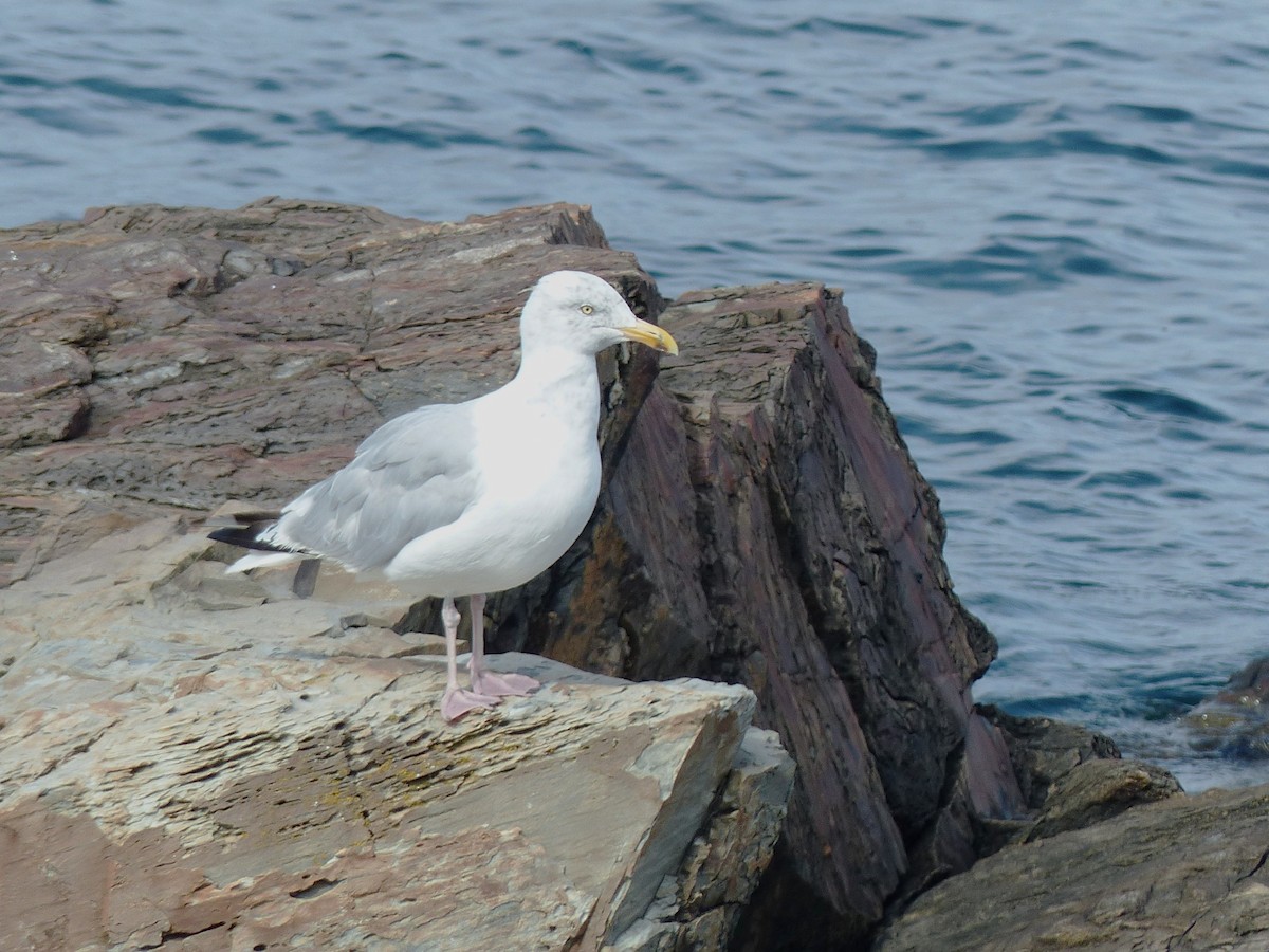 American Herring Gull - ML642083875