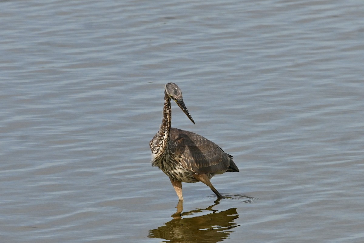Great Blue Heron - ML642083883