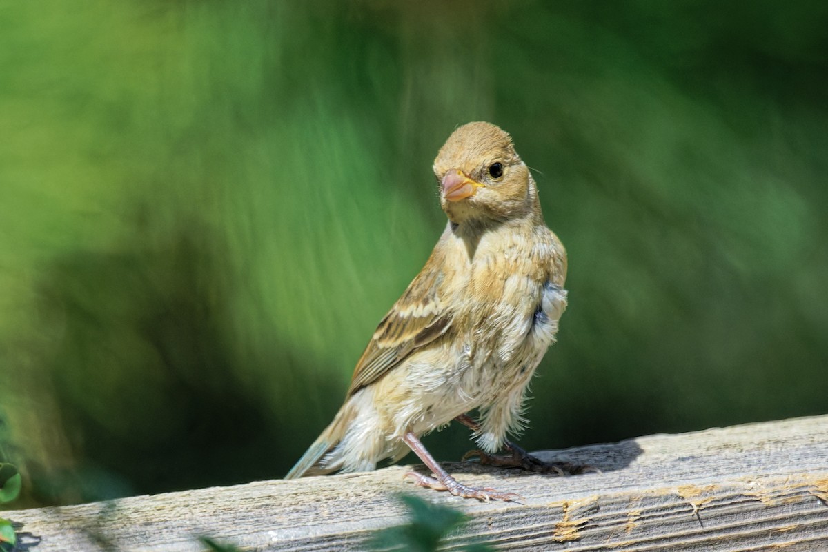 Lazuli Bunting - ML642083885