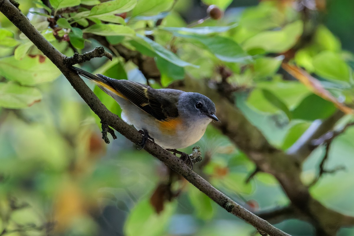 American Redstart - ML642083887