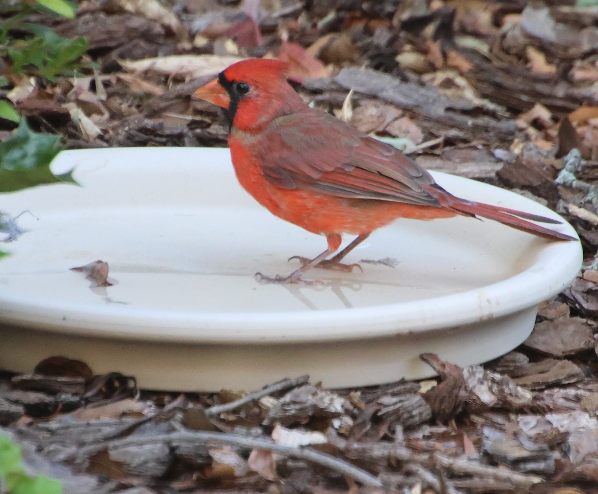 Northern Cardinal - ML642083890