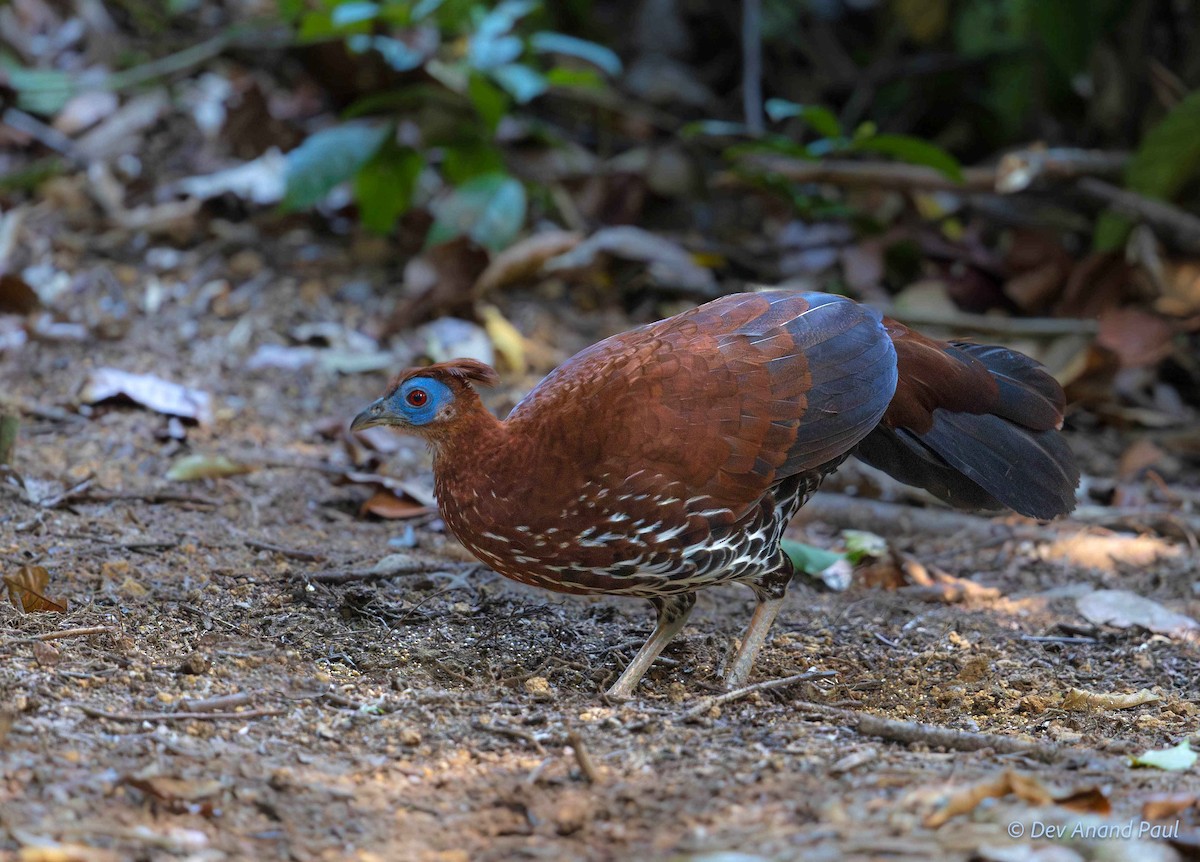 Bornean Crested Fireback - ML642083898