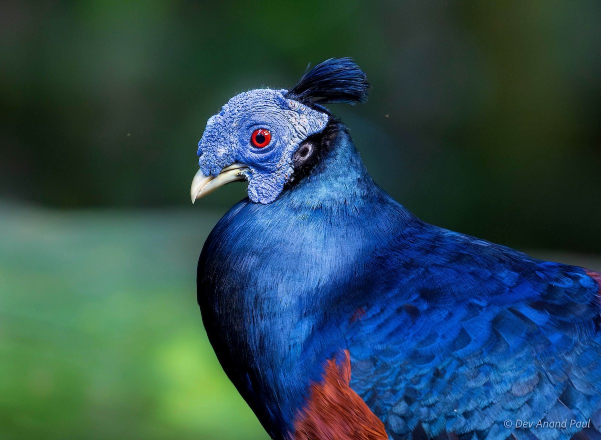 Bornean Crested Fireback - ML642083899