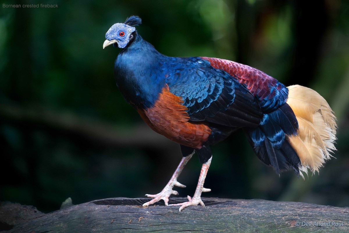 Bornean Crested Fireback - ML642083900