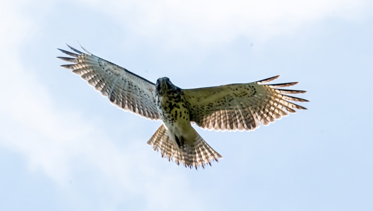 káně páskovaná [skupina lineatus] - ML642083902