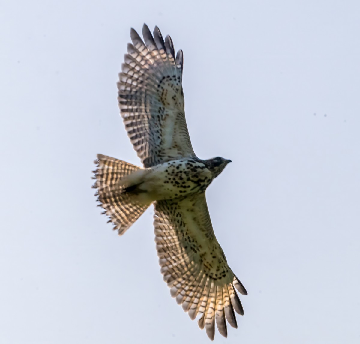 káně páskovaná [skupina lineatus] - ML642083903