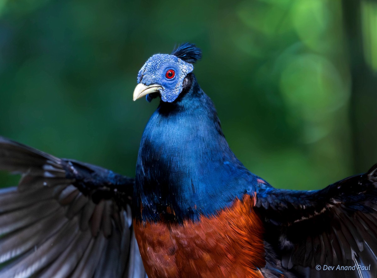 Bornean Crested Fireback - ML642083910