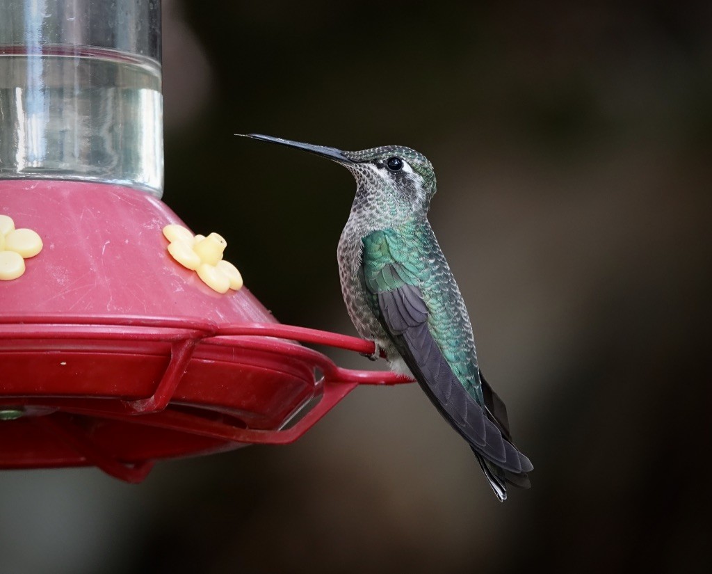 Rivoli's Hummingbird - ML642083913