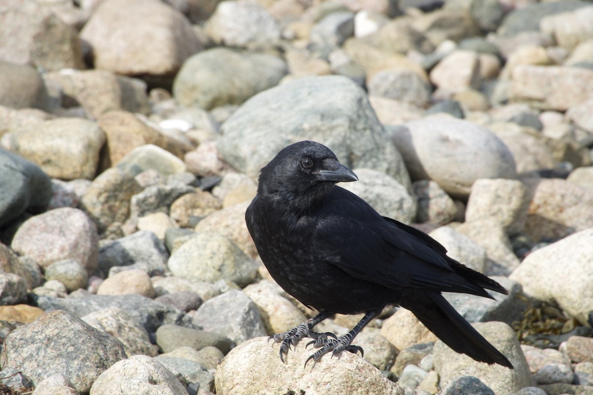 American Crow - ML642083915
