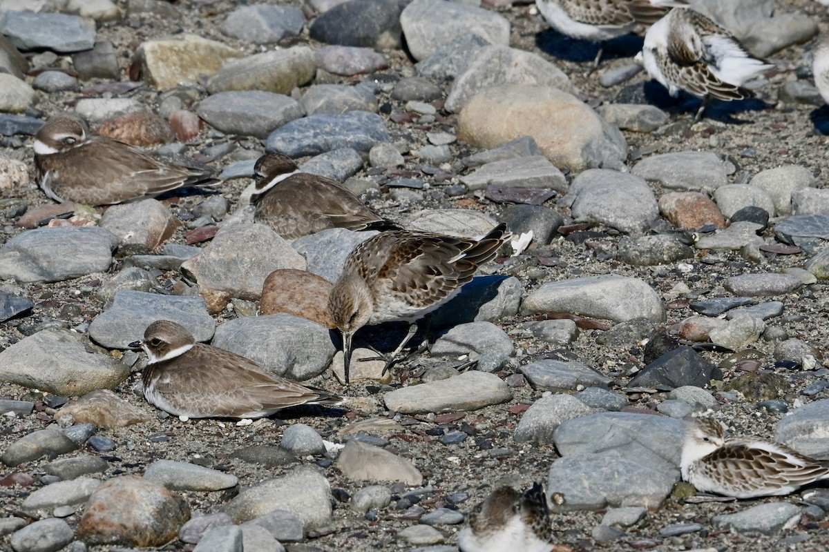 Alpenstrandläufer - ML642083920
