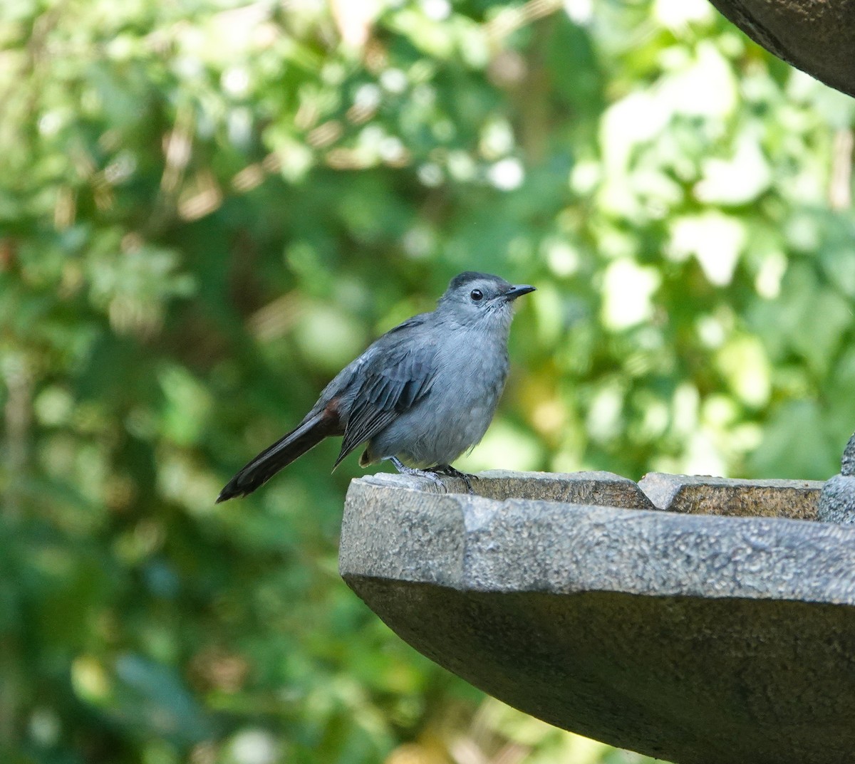 Gray Catbird - ML642083926