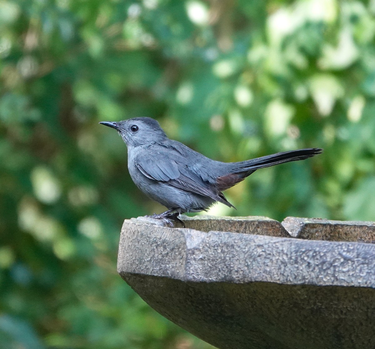 Gray Catbird - ML642083927
