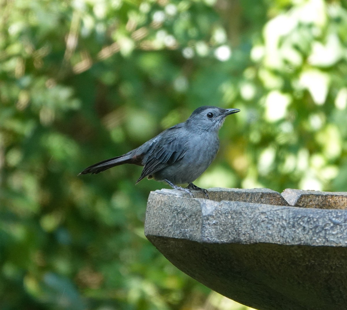Gray Catbird - ML642083928