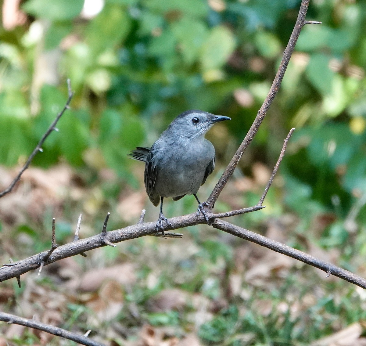 Gray Catbird - ML642083929