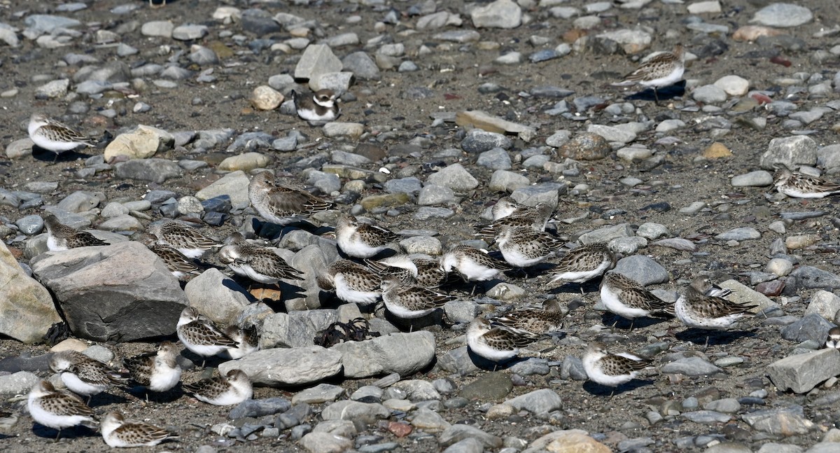 Semipalmated Sandpiper - ML642083933