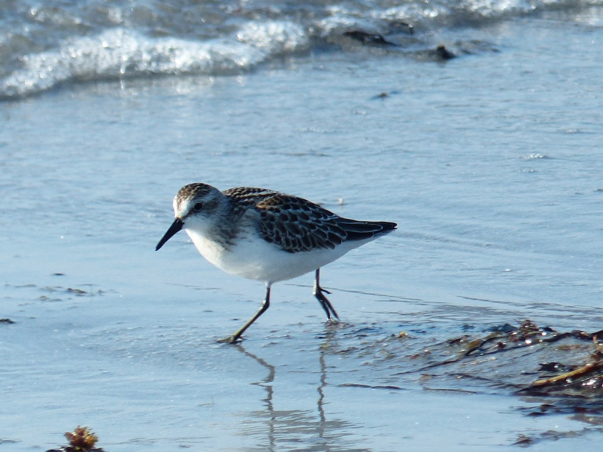 Sanderling - ML642083934