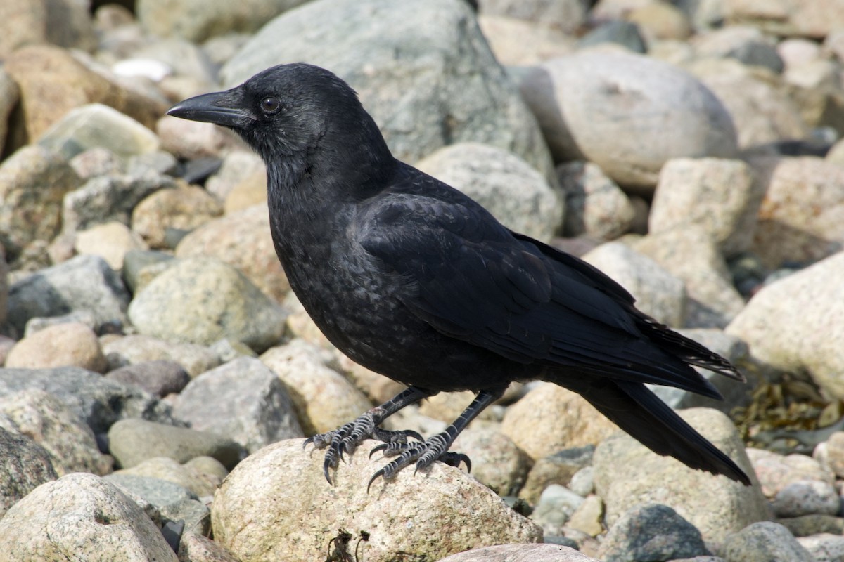 American Crow - ML642083945