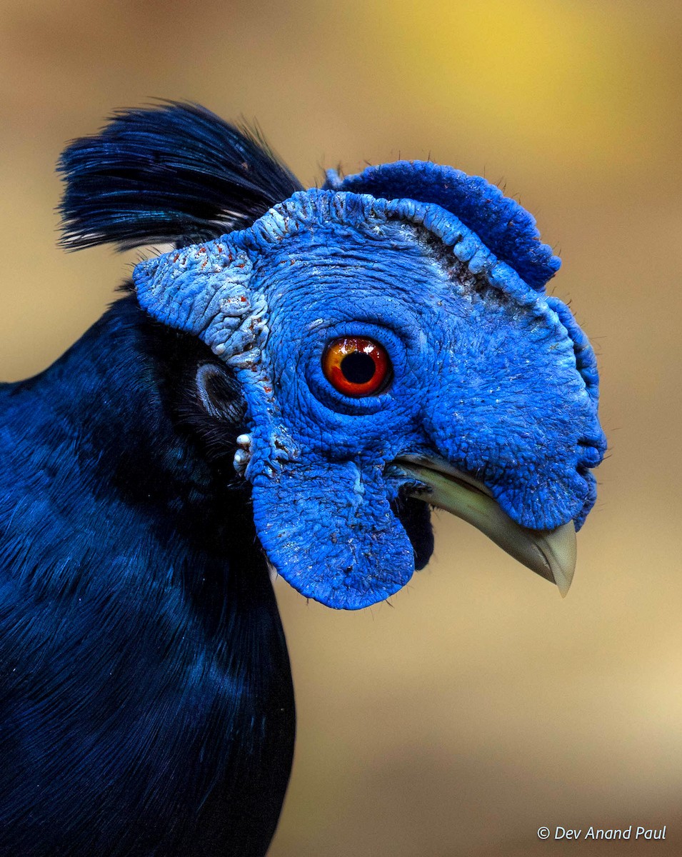 Bornean Crested Fireback - ML642083946