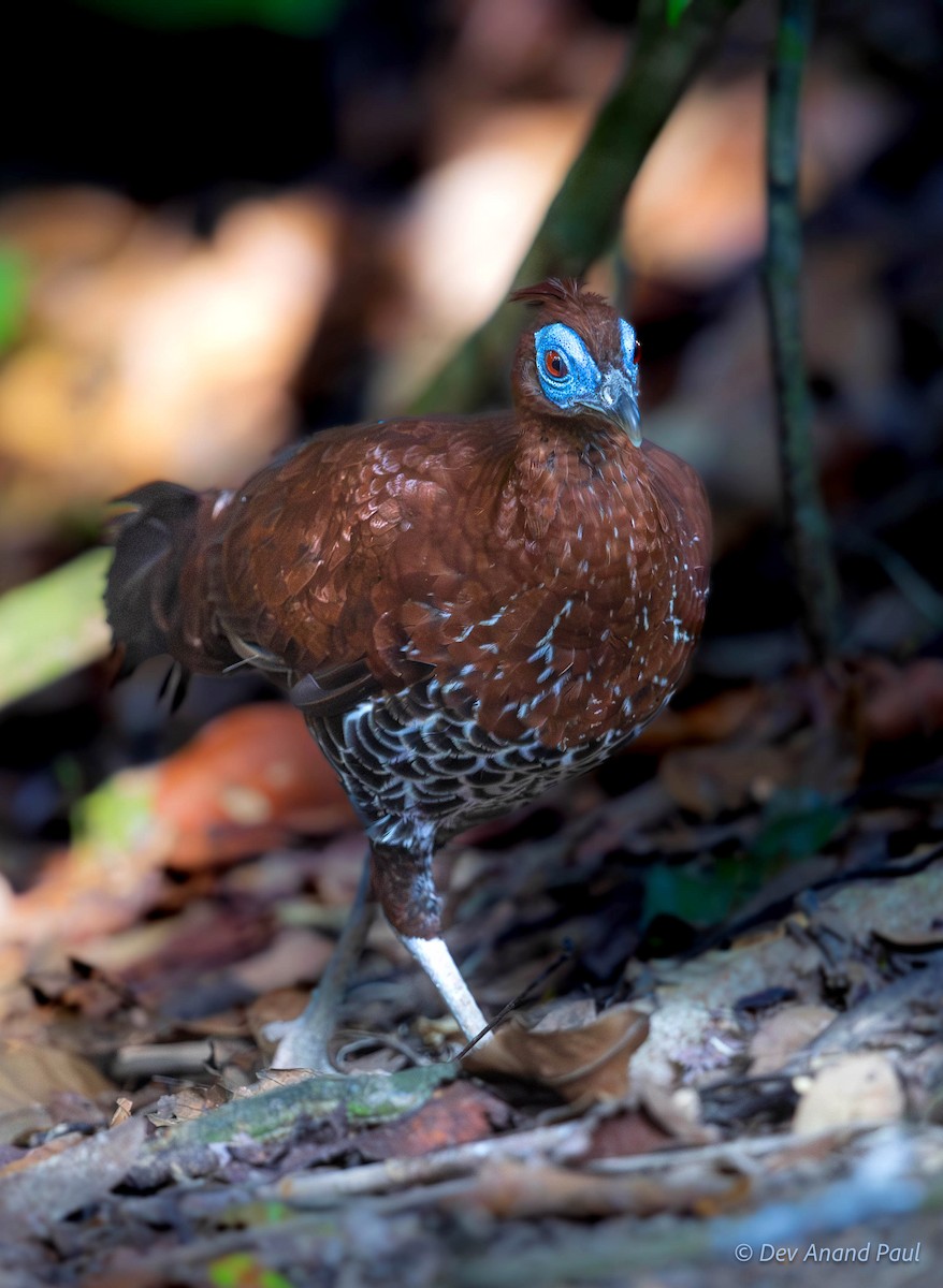 Bornean Crested Fireback - ML642083947