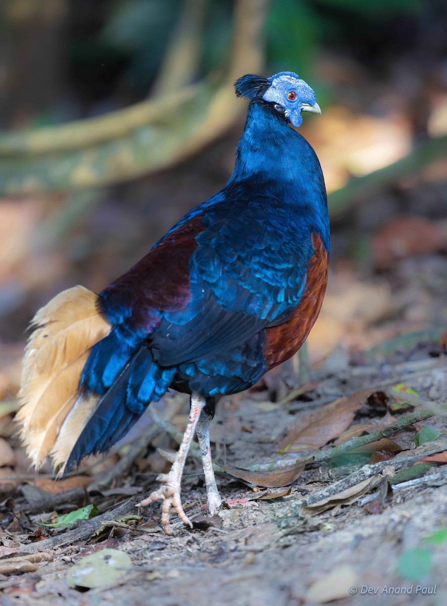 Bornean Crested Fireback - ML642083948