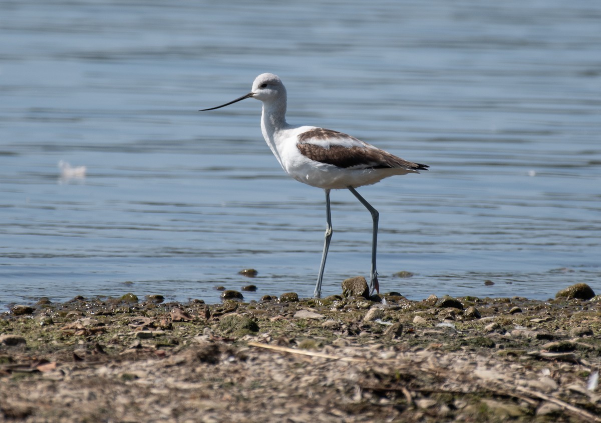 American Avocet - ML642083950