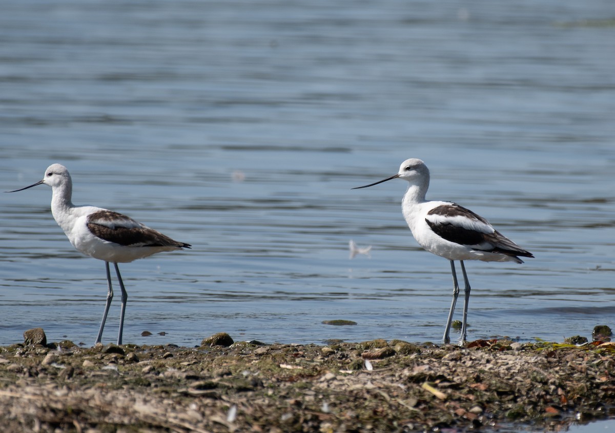 American Avocet - ML642083951