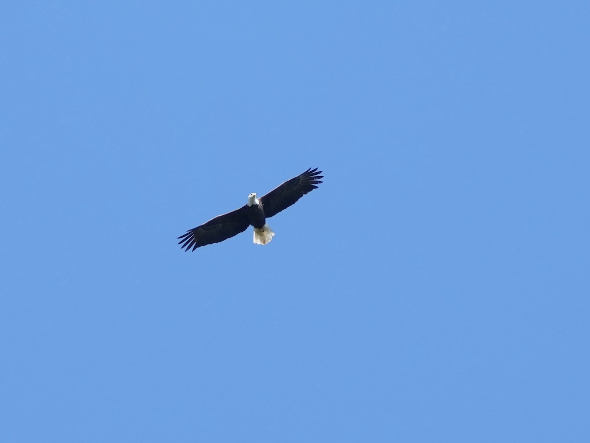 Bald Eagle - ML642083963