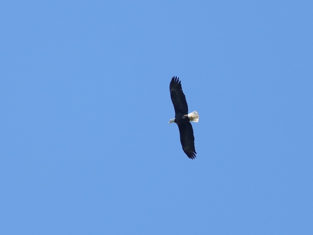 Bald Eagle - ML642083964