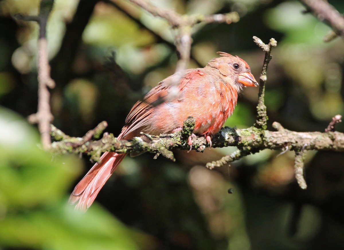 Northern Cardinal - ML642083965