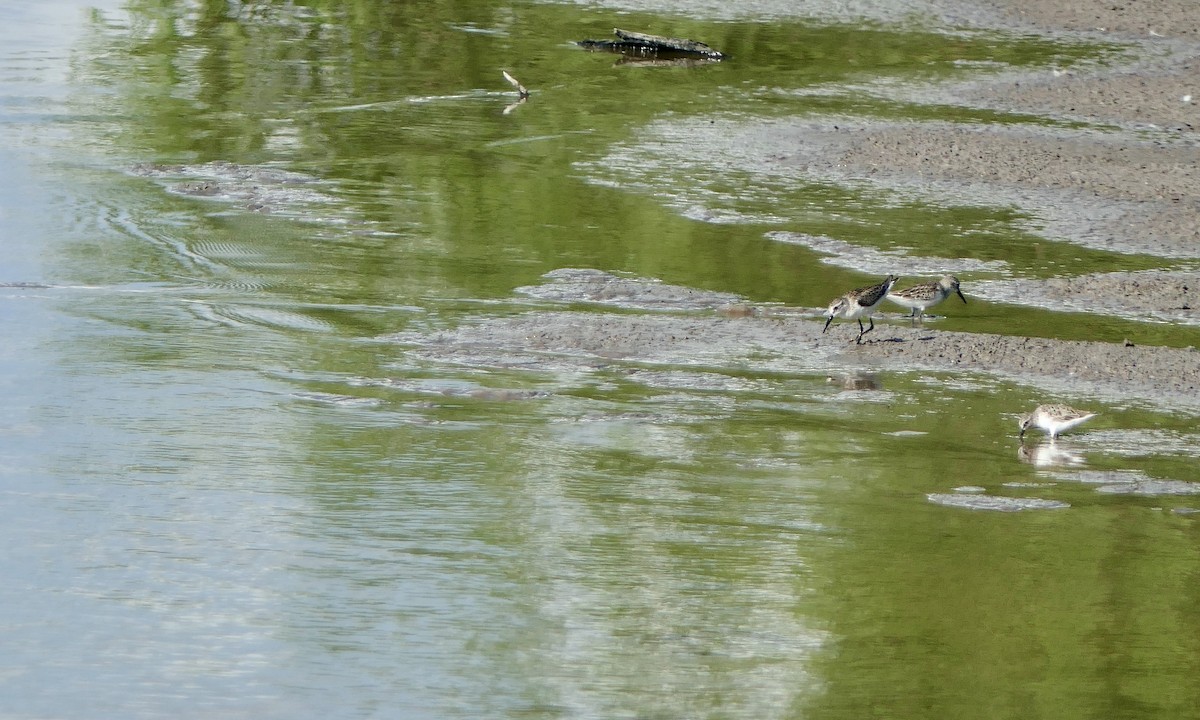 Semipalmated Sandpiper - ML642083974