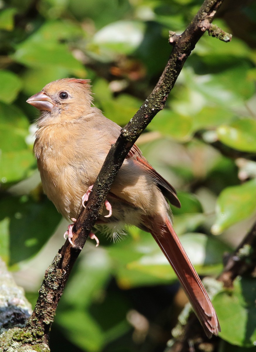 Northern Cardinal - ML642083981