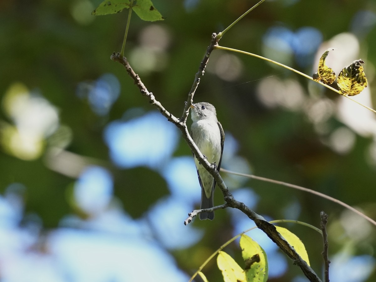 Eastern Wood-Pewee - ML642083992