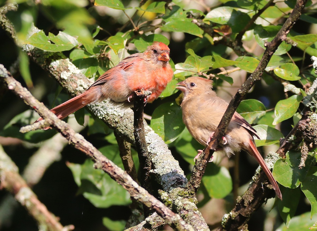 Northern Cardinal - ML642083993