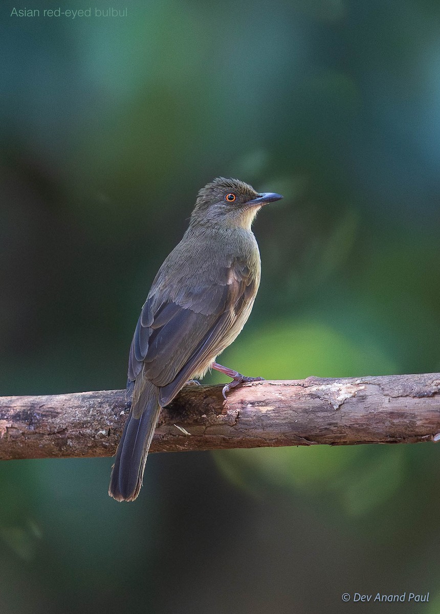 Red-eyed Bulbul - ML642083994