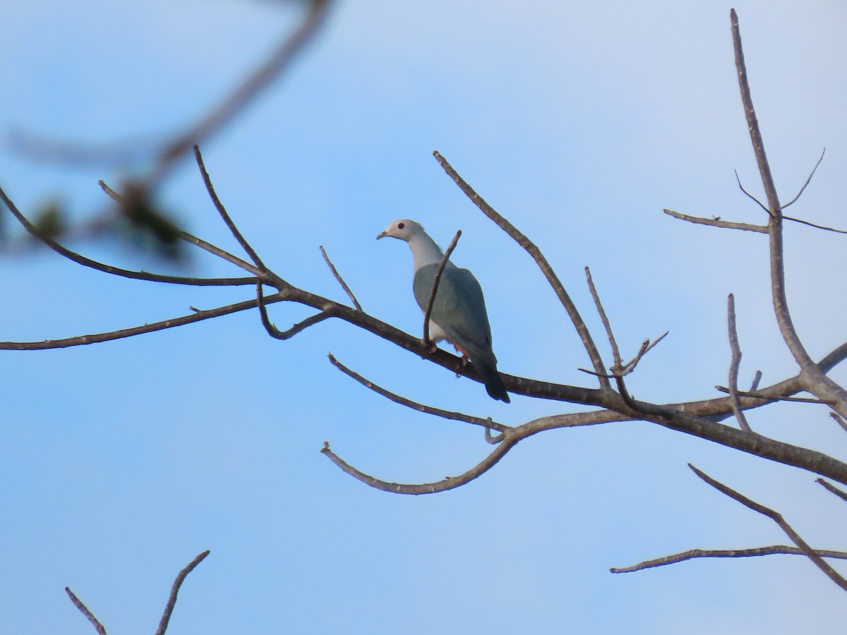 Pink-headed Imperial-Pigeon - ML642083998