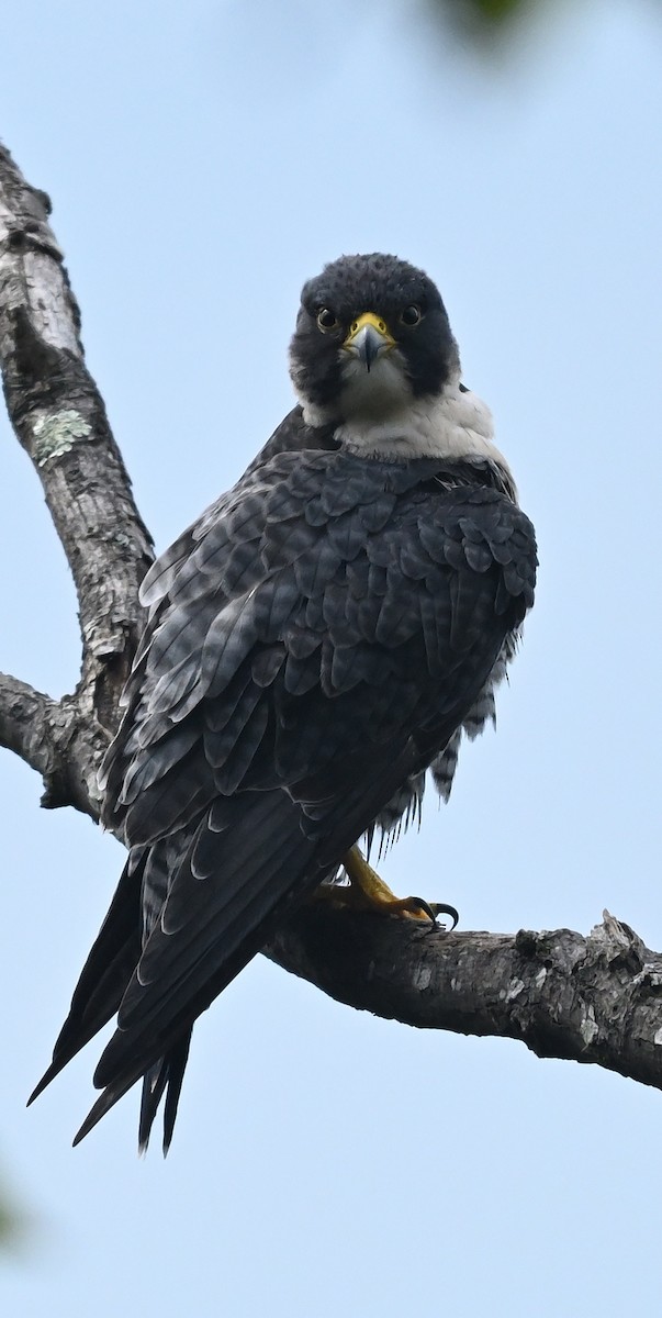 Peregrine Falcon - ML642083999