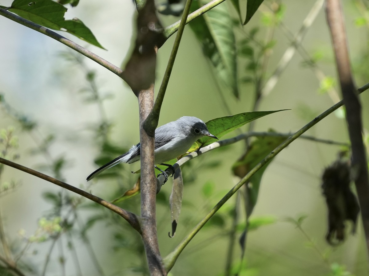 Blue-gray Gnatcatcher - ML642084000
