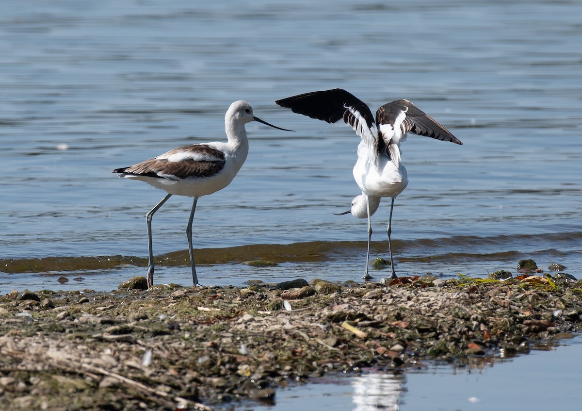 American Avocet - ML642084006