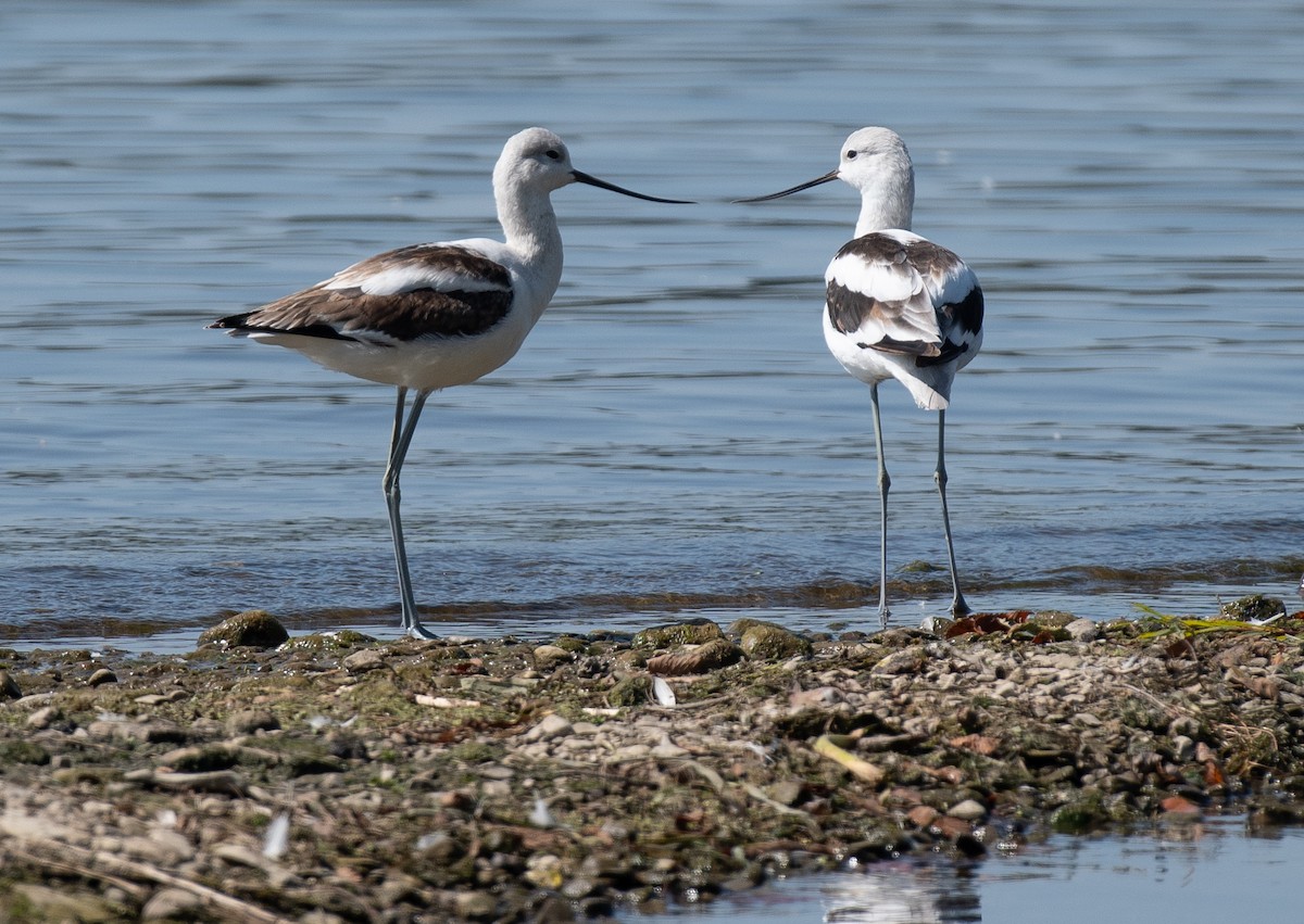 American Avocet - ML642084012