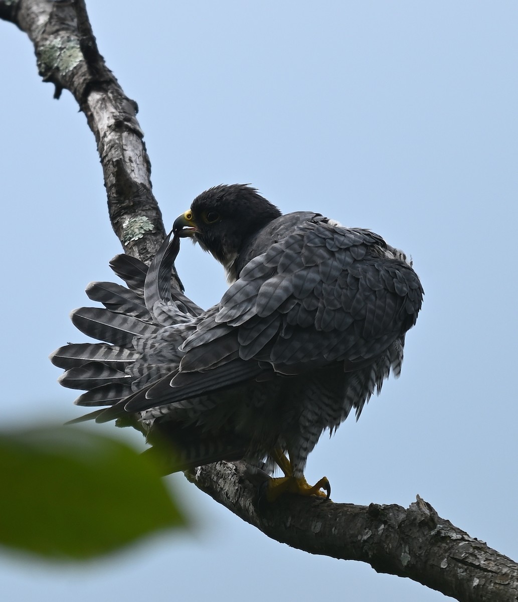 Peregrine Falcon - ML642084015