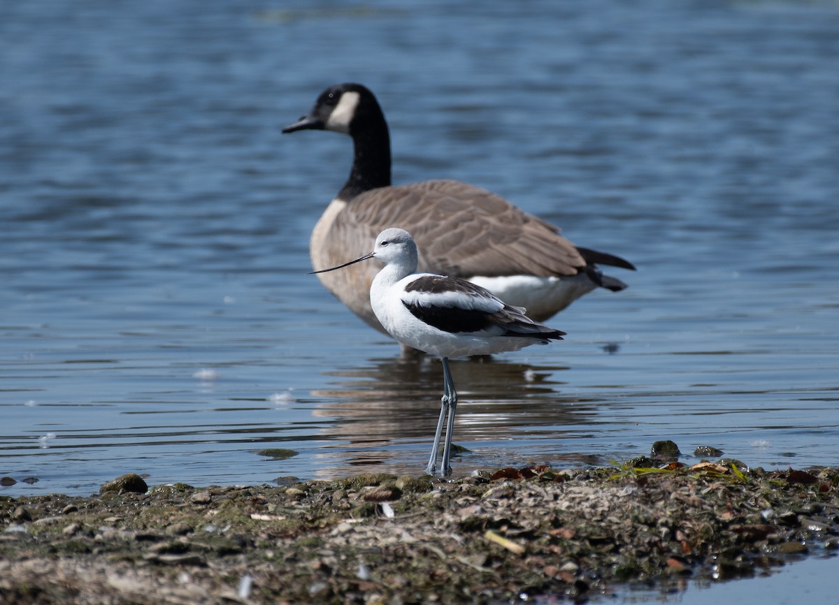 American Avocet - ML642084032